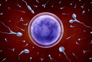 IVF